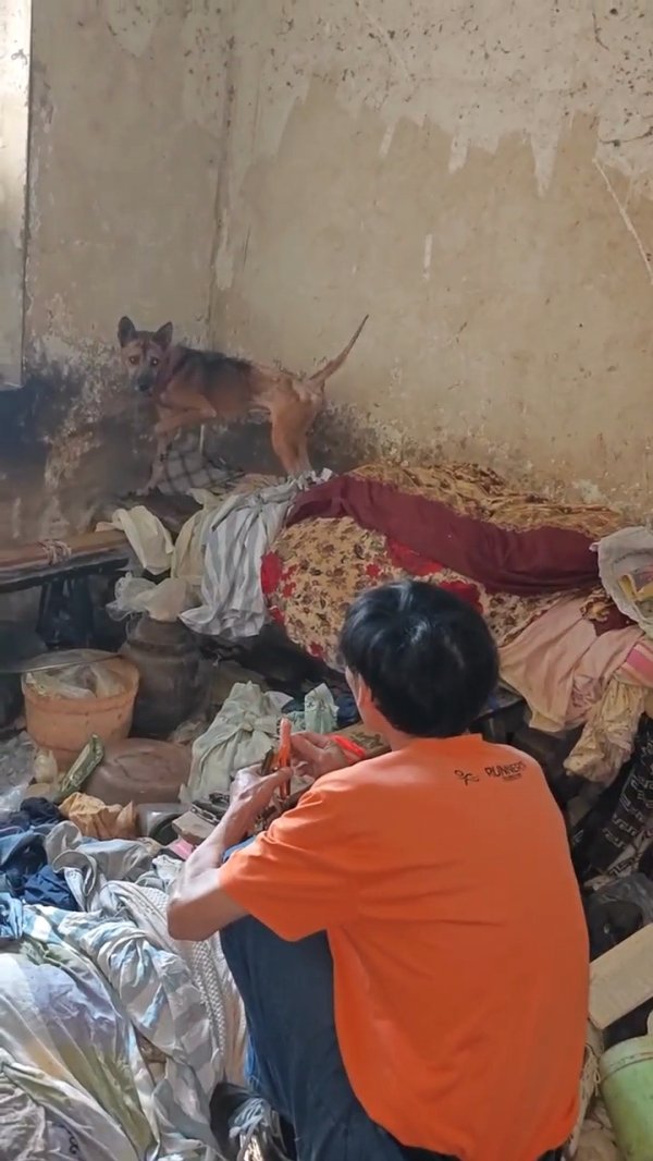 富灯网配资 重庆版“忠犬八公”：独居老人去世多日，小狗守在家中不肯离去